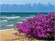 Багульник